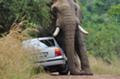 Увеличить, Слон занялся любовью с автомобилем - слон, проишествие, авария, секс, юмор